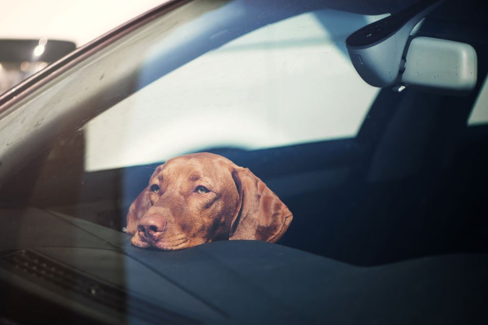 hund hitze auto tipps