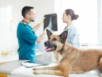 hund ellenbogendysplasie symptome tierarzt