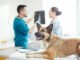 hund ellenbogendysplasie symptome tierarzt
