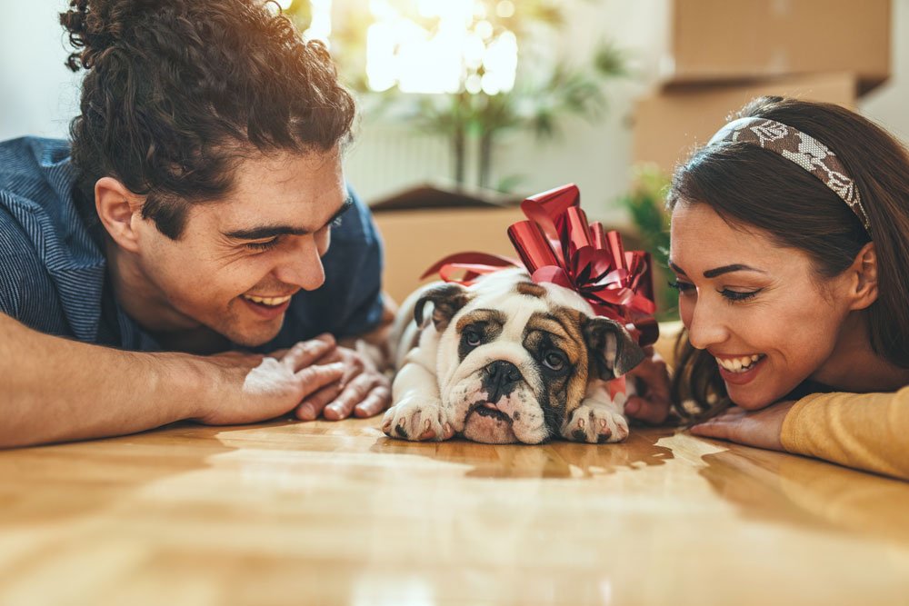 hund kaufen züchter tipps