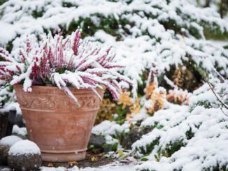 pflanzen winter schützen tipps