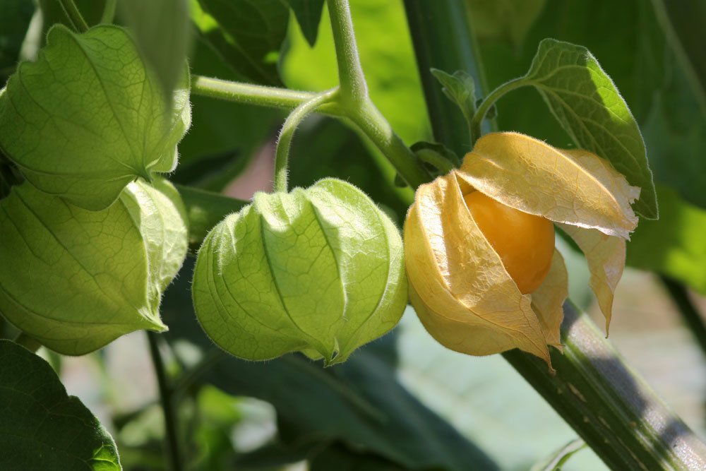 physalis anbau tipps pflege