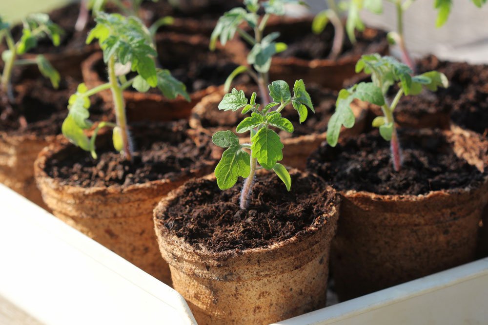 garten arbeit märz tipps 