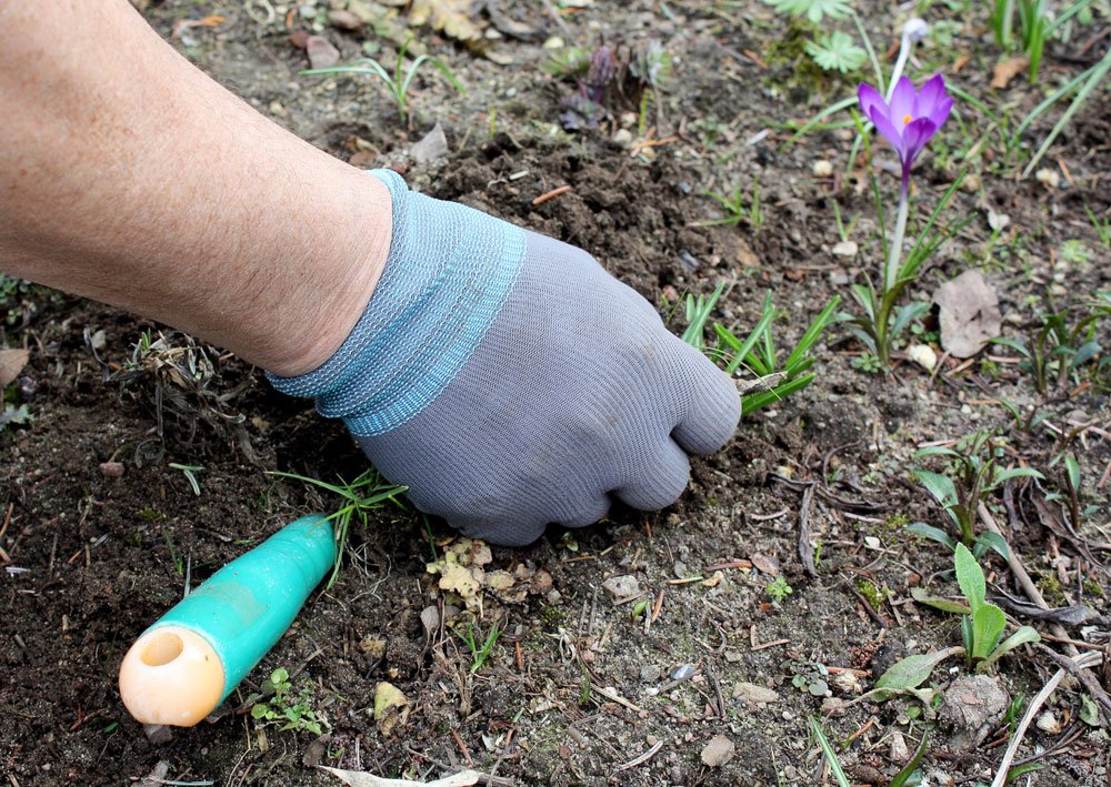 garten arbeit märz tipps