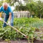 gartenarbeit tipps juni