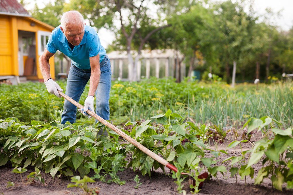 gartenarbeit tipps juni