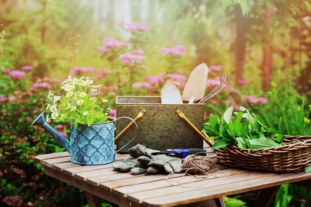 garten juli tipps rosen gießen