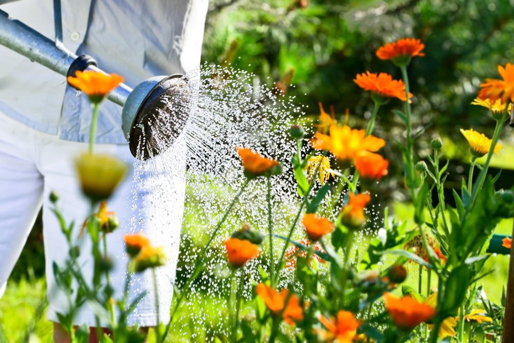 garten juli tipps arbeit