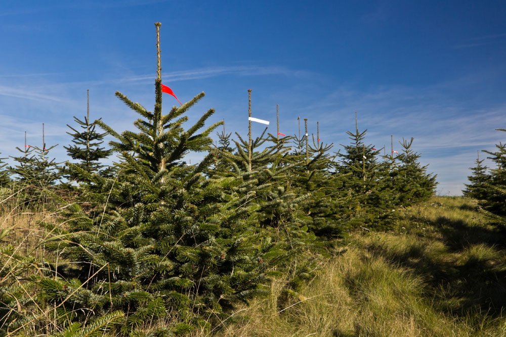 weihnachtsbaum schlagen fällen nordmanntanne