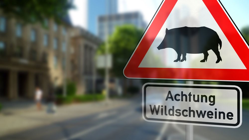 wildschweine garten tipps abwehr