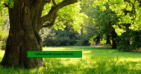 Baum fällen Anleitung Fallkerbsohle