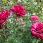 rosen mehltau tipps