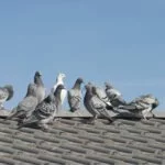 tauben vertreiben tipps