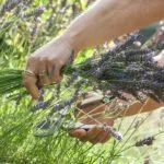 lavendel schnitt pflege