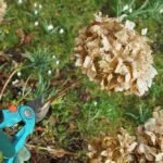 hortensien schnitt tipps
