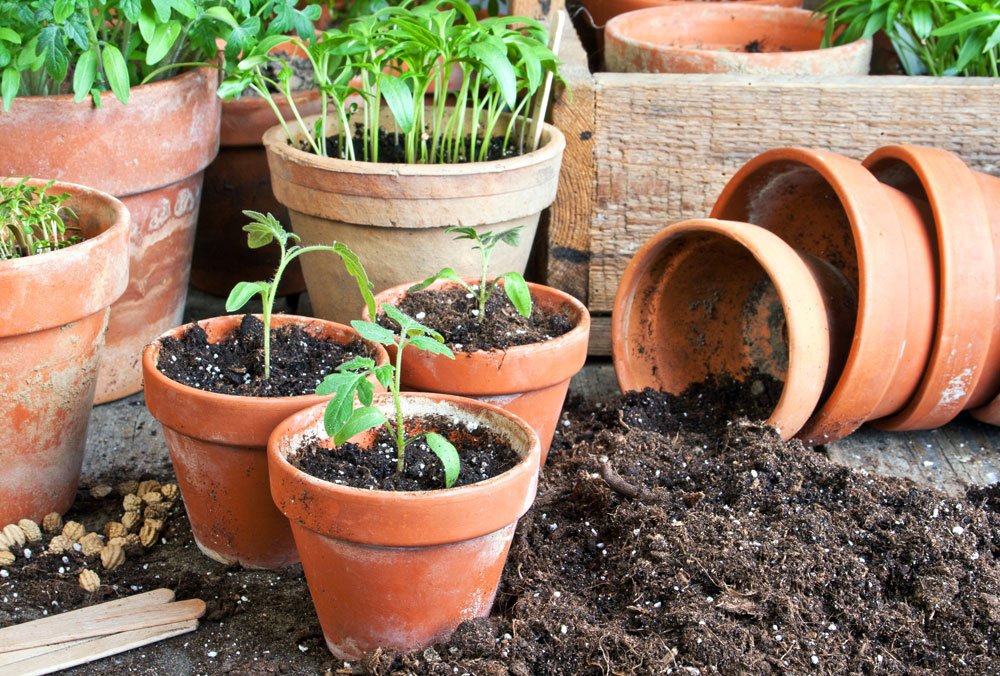 tomaten pikieren anleitung