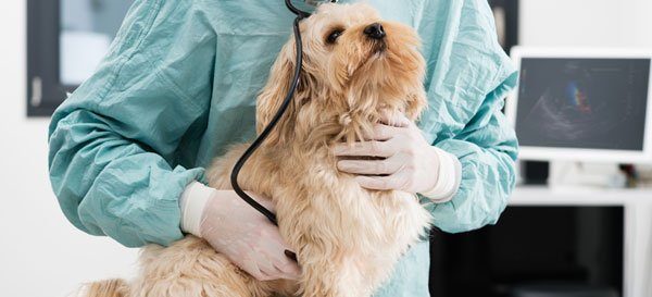 © Chlorophylle - Fotolia.com Hundeversicherung