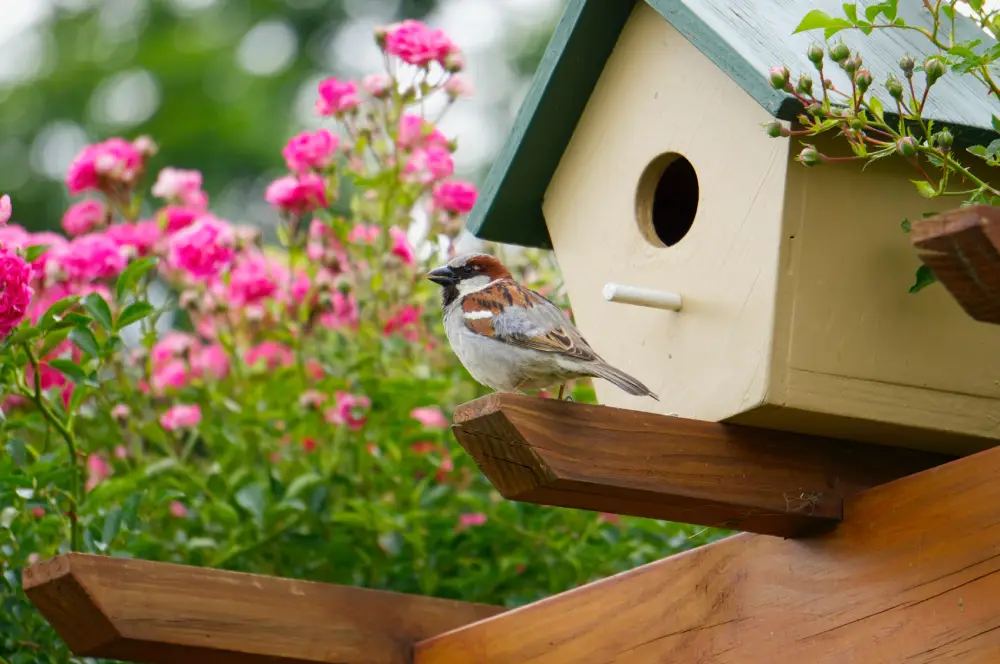 Vögel im Sommer füttern Vogelhaus